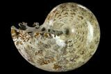 Polished, Agatized Ammonite (Phylloceras?) - Madagascar #132141-1